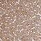 3-Phosphoinositide Dependent Protein Kinase 1 antibody, NBP2-48631, Novus Biologicals, Immunohistochemistry frozen image 