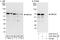 Myocyte Enhancer Factor 2D antibody, A303-522A, Bethyl Labs, Western Blot image 