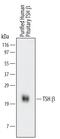 Thyroid Stimulating Hormone Subunit Beta antibody, MAB57941, R&D Systems, Western Blot image 
