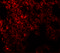 Neuropilin and tolloid-like protein 1 antibody, 6469, ProSci, Immunofluorescence image 