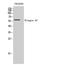 Elongin A3 antibody, A31717-1, Boster Biological Technology, Western Blot image 