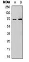 Autophagy Related 16 Like 2 antibody, LS-C358413, Lifespan Biosciences, Western Blot image 