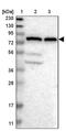 Hook Microtubule Tethering Protein 1 antibody, PA5-53853, Invitrogen Antibodies, Western Blot image 