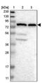 Hook Microtubule Tethering Protein 1 antibody, PA5-53853, Invitrogen Antibodies, Western Blot image 