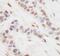 CREB-regulated transcription coactivator 3 antibody, NBP1-46832, Novus Biologicals, Immunohistochemistry paraffin image 