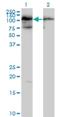 TATA-Box Binding Protein Associated Factor, RNA Polymerase I Subunit C antibody, H00009013-B01P, Novus Biologicals, Western Blot image 