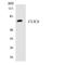 Chloride Intracellular Channel 6 antibody, LS-C291811, Lifespan Biosciences, Western Blot image 