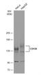 Interleukin 6 Signal Transducer antibody, NBP2-15776, Novus Biologicals, Western Blot image 