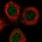 Apolipoprotein L6 antibody, HPA029165, Atlas Antibodies, Immunofluorescence image 