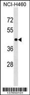 Torsin Family 3 Member A antibody, 59-327, ProSci, Western Blot image 