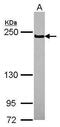 Lysine Demethylase 3B antibody, PA5-30634, Invitrogen Antibodies, Western Blot image 