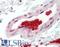 Glycophorin A (MNS Blood Group) antibody, LS-B11361, Lifespan Biosciences, Immunohistochemistry frozen image 