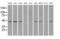 Interleukin Enhancer Binding Factor 2 antibody, MA5-24988, Invitrogen Antibodies, Western Blot image 