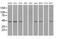 Interleukin Enhancer Binding Factor 2 antibody, MA5-24988, Invitrogen Antibodies, Western Blot image 