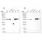 Leucine Aminopeptidase 3 antibody, NBP1-82847, Novus Biologicals, Western Blot image 