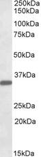 Fibrinogen Like 1 antibody, STJ72036, St John