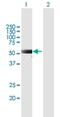 Mex-3 RNA Binding Family Member C antibody, H00051320-B01P, Novus Biologicals, Western Blot image 