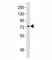Methyl-CpG Binding Protein 2 antibody, F48101-0.4ML, NSJ Bioreagents, Western Blot image 