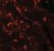 Carcinoembryonic Antigen Related Cell Adhesion Molecule 5 antibody, NBP2-41231, Novus Biologicals, Immunocytochemistry image 