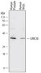 Leucine Rich Repeat Containing 3B antibody, MAB7635, R&D Systems, Western Blot image 