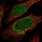 Zinc Finger Protein 223 antibody, HPA067823, Atlas Antibodies, Immunocytochemistry image 