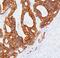 Keratin 9 antibody, 34059, QED Bioscience, Immunohistochemistry frozen image 