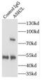 ASH2 Like, Histone Lysine Methyltransferase Complex Subunit antibody, FNab00637, FineTest, Immunoprecipitation image 