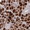 Cysteine Rich Secretory Protein 3 antibody, NBP2-33714, Novus Biologicals, Immunohistochemistry frozen image 