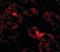 Ankyrin Repeat Domain 54 antibody, orb89835, Biorbyt, Immunofluorescence image 