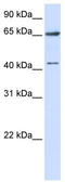 CFAP45 antibody, TA339191, Origene, Western Blot image 