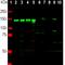 Neurofilament Medium antibody, NB300-222, Novus Biologicals, Western Blot image 