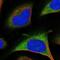 Proteasome 26S Subunit, Non-ATPase 9 antibody, NBP2-47560, Novus Biologicals, Immunocytochemistry image 