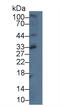 C-X-C Motif Chemokine Ligand 16 antibody, LS-C314613, Lifespan Biosciences, Western Blot image 