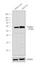 Catalase antibody, PA5-23246, Invitrogen Antibodies, Western Blot image 