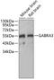 Gamma-Aminobutyric Acid Type A Receptor Alpha3 Subunit antibody, 23-003, ProSci, Western Blot image 