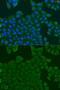 Receptor Accessory Protein 1 antibody, GTX55777, GeneTex, Immunocytochemistry image 