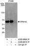 Protein Phosphatase, Mg2+/Mn2+ Dependent 1B antibody, A300-886A, Bethyl Labs, Immunoprecipitation image 