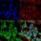 Gamma-Aminobutyric Acid Type A Receptor Alpha5 Subunit antibody, LS-C773956, Lifespan Biosciences, Immunocytochemistry image 