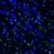 T Cell Immunoreceptor With Ig And ITIM Domains antibody, M01962-1, Boster Biological Technology, Immunofluorescence image 