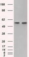 Glucose-6-Phosphate Isomerase antibody, TA501171S, Origene, Western Blot image 