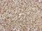 Fibroblast Growth Factor 13 antibody, NBP2-16471, Novus Biologicals, Immunohistochemistry frozen image 