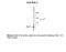 Ras-related protein Rab-3 antibody, 50-187, ProSci, Western Blot image 