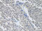 Paired Box 3 antibody, LS-C748944, Lifespan Biosciences, Immunohistochemistry paraffin image 