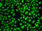 CAMP Responsive Element Binding Protein 1 antibody, 13-900, ProSci, Immunofluorescence image 