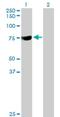 Synaptotagmin Like 3 antibody, H00094120-B01P, Novus Biologicals, Western Blot image 