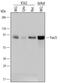 Forkhead Box J3 antibody, AF5786, R&D Systems, Western Blot image 