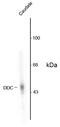 Dopa Decarboxylase antibody, AHP1545, Bio-Rad (formerly AbD Serotec) , Western Blot image 