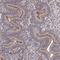 Pleckstrin Homology And RhoGEF Domain Containing G3 antibody, HPA074734, Atlas Antibodies, Immunohistochemistry frozen image 