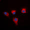 Proliferation And Apoptosis Adaptor Protein 15 antibody, LS-C368455, Lifespan Biosciences, Immunofluorescence image 