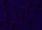 Autoimmune Regulator antibody, 14-5934-80, Invitrogen Antibodies, Immunofluorescence image 